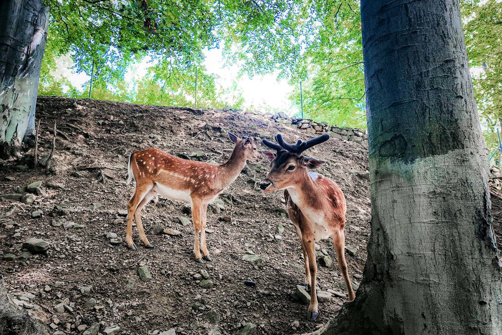 Leśny Park Niespodzianek